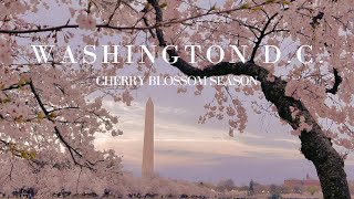 Cherry Blossom Festival & Exploring Washington D.C