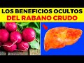 INCREIBLES BENEFICIOS de Comer Rábano Crudo para tu cuerpo, esto ocurre cuando comes rábano crudo