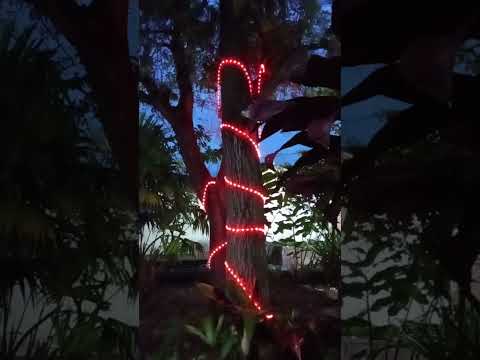 Árvore de natal de Igatu , Andaraí ChapadaDiamantina Bahia Brasil