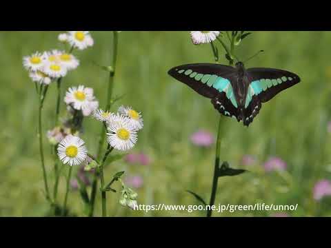 アオスジアゲハ　ハルジオンに舞う