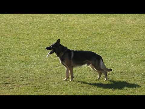 WUSV 2021   CZE 1 - MAREK CERNY KENDY Z KRAJE HUSITU  B 85