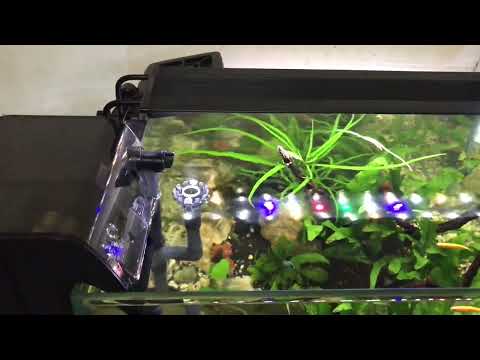 Jeneca XP-08 on my low tech aquascape