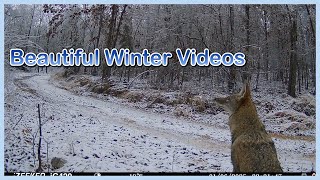 A MUST SEE, Beautiful Winter Videos on Trail Cam Tuesday - February 11, 2025