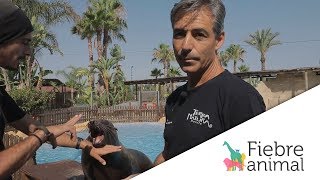 Leones marinos, dolencias del caballo y parásitos en mascotas Leones marinos, dolencias del caballo y parásitos en mascotas