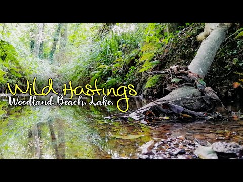 A Walk Around Hollington Woods In Hastings | Seafront & Beach