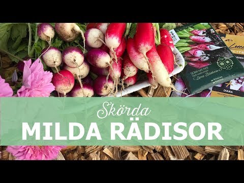 Tricket för milda rädisor