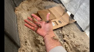 Keeping Fiddler Crabs Alive - Super Easy
