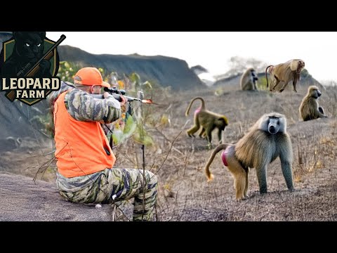 South Africa’s Wild Hunt – The Battle Against Rampaging Monkeys and Baboons