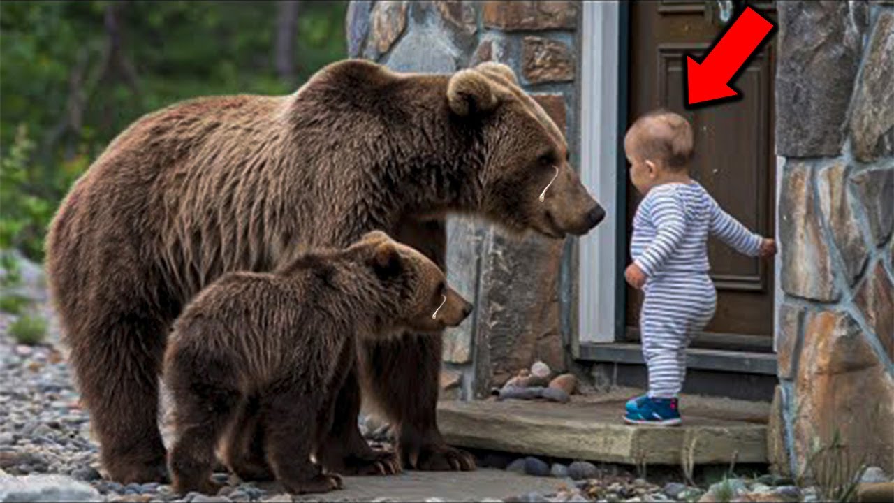 Una Madre Osa con sus Cachorros le Ruega a este Bebé que la deje entrar a la casa. Te hará llorar 😭