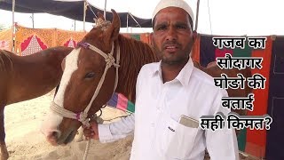 Download lagu SINDHI HORSES COME FOR SALE AT TILWARA BALOTRA HORSE FAIR mp3
