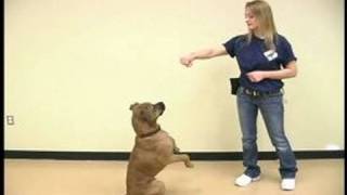 Dog Tricks : Sitting Pretty Dog Trick