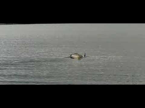 Bahnhof Sport Advisor - Diane rolls the Shadow