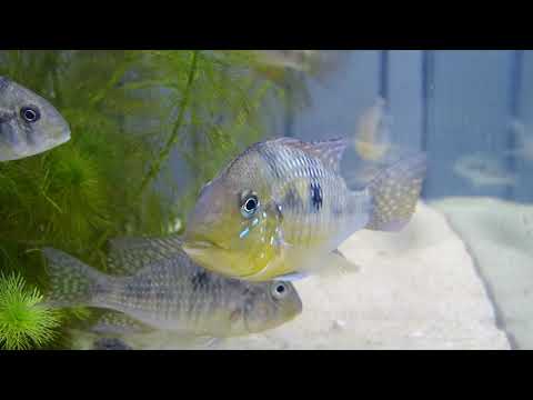 Gymnogeophagus australis