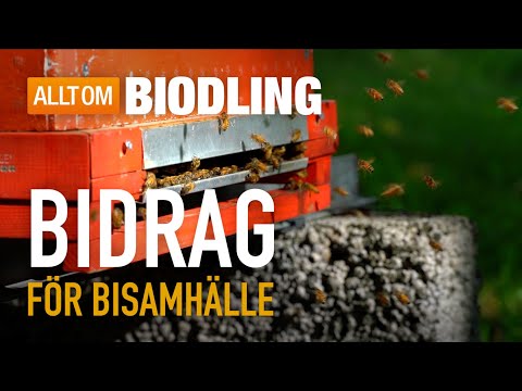 Bidrag för bisamhälle | Biodling