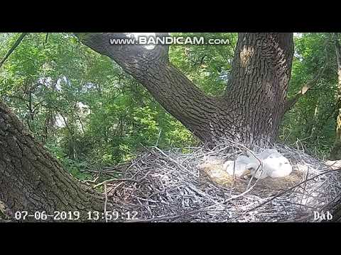 jastrząb porywa bocianka. Gniazdo na dębie, Łodź Bocian czarny