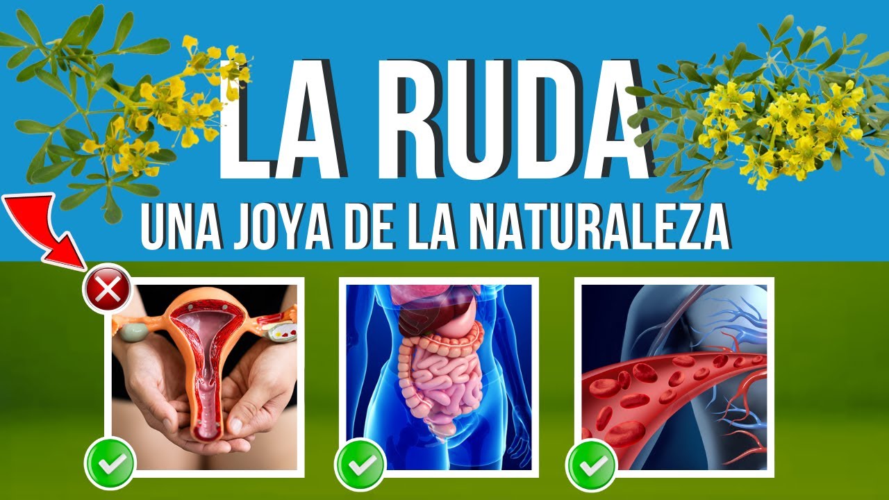 La RUDA y sus Beneficios MEDICINALES 🌿 Usos ASOMBROSOS y CUIDADOS 👀