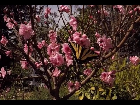 download lagu mp3 mp4 Nectarine Tree Blossoms, download lagu Nectarine Tree Blossoms gratis, unduh video klip Nectarine Tree Blossoms