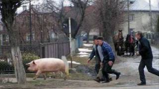 Bitza - Mergi mai departe