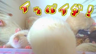 ファンシーラットがた～くさん出てくるよ~！！マウスもね(ゆっくり実況音声あり)