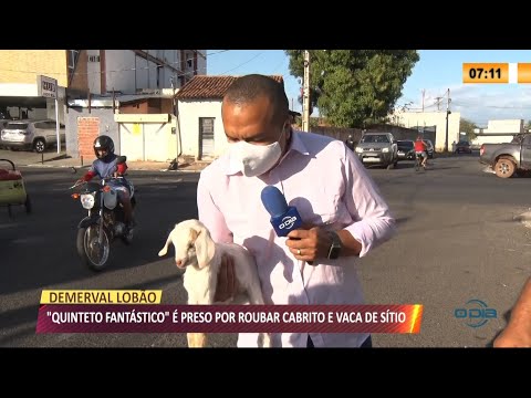 "Quinteto fantaÌstico" eÌ preso por roubar cabrito e vaca de siÌtio 24 08 2021