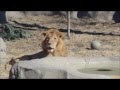 Lions Roaring At The Detroit Zoo