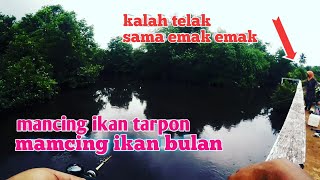 Download lagu mancing ikan bulan kalah telak sama the power of emak emak saya kalah sama emak emak mncing tarpon mp3