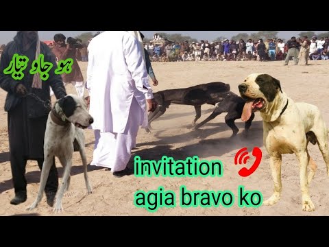 bravo ko invitation agia || bully kutta || DogsPK