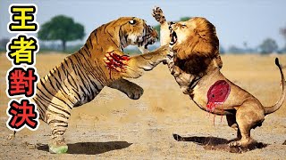 [問卦] 大象跟獅子一對一打架 誰會贏??