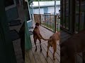 RHODESIAN RIDGEBACK BREEDING