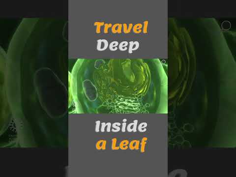 Travel Deep Inside a Leaf - Annotated Version