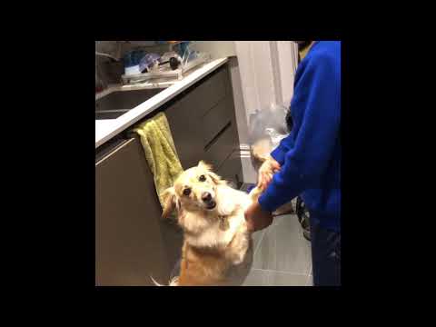 Dancing massie [dog]