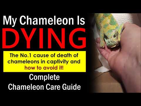 1st YouTube video about how long can a chameleon go without eating