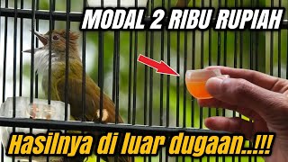 Download lagu RACIKAN KHUSUS CUCAK JENGGOT & KAPAS TEMBAK PALING Corrr dooor‼️ mp3