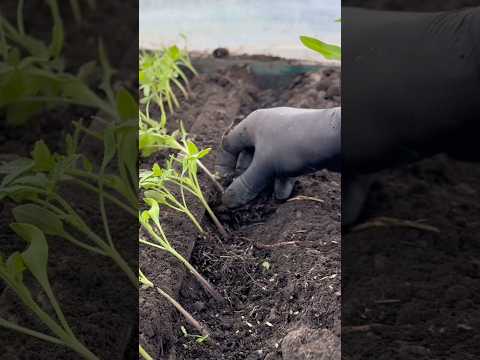 Пікірую помідори під дощечку. Вирощую розсаду