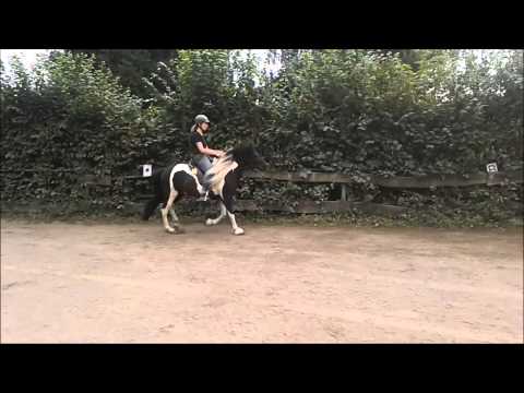 Alfkona im Tölt am 18 08 2013