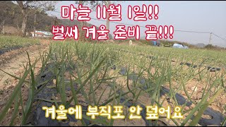 11월 1일 마늘 현황 벌써 겨울 준비 끝!!! 겨울에 부직포 안 덮습니다!!!! 이 농법 정말이지 매력적이…