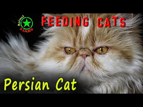 Feeding Persian Cats And Kittens. 🐶 🐒 🐼 Persian Cat Food. How To Feed Cat Correctly?