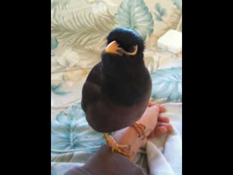 Morning Talk with my Mynah "Kaleo"
