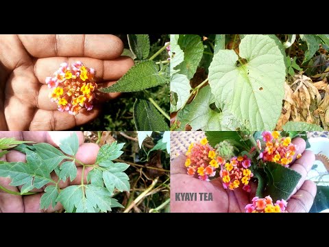 Wejanjabe Okutuyana Ennyo Ebimuli byo Musekera