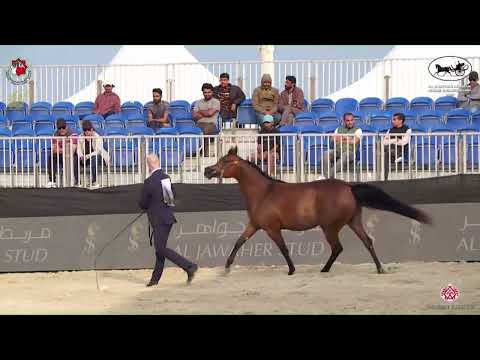 N.213 SAWARI AL FARES - Al Dhafrah Arabian Horse Championship 2023 - Mares 4-6 Years Old (Class ...