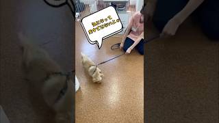 元気いっぱいパピークラス！#パピー #子犬 #犬のいる暮らし