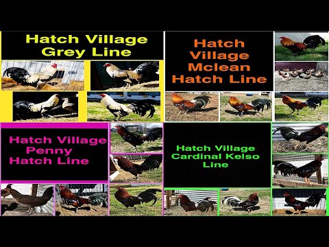 Lets Visit The Farm Of HATCH VILLAGE FARM