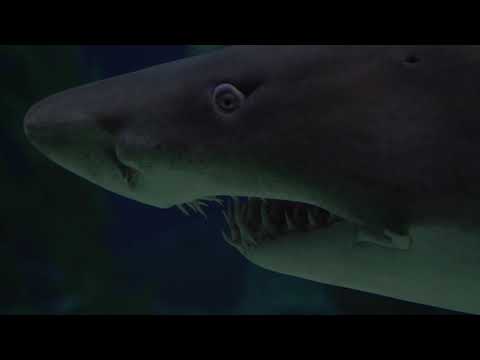 Sharks : scavengers of the seas ...BIGGEST SHARKS IN THE WORLD