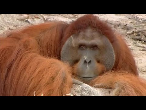 Will Hercules the Orangutan Learn to Climb? | Orangutan Diary | BBC Earth