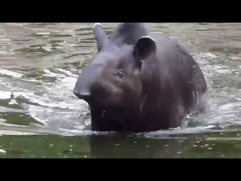 The bathroom Tapir - Danta Zoo in Medellin