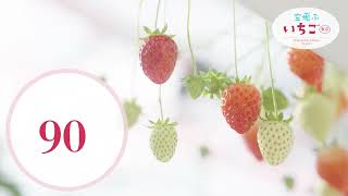【空飛ぶいちご東京】新宿駅から約30分でいちご狩りを楽しめる！