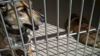 Western Riverside County/City Animal Shelter.mp4 Western Riverside County/City Animal Shelter.mp4
