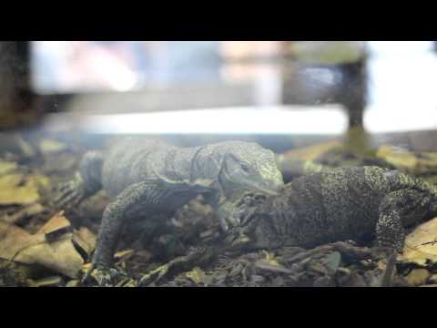 Nashville Zoo Debuts Komodo Dragon Exhibit Nashville Zoo Debuts Komodo Dragon Exhibit