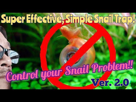 The Best  Snail trap EVUR!! #ramshorn #aquariumsnails #aquariums #plantedtank