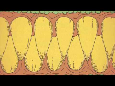 WBTBWB - We Butter The Bread With Butter - 13 Wünsche